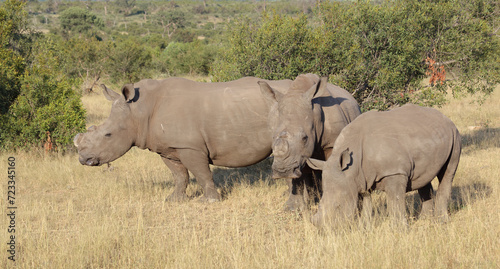 Breitmaulnashorn / Square-lipped rhinoceros / Ceratotherium simum..