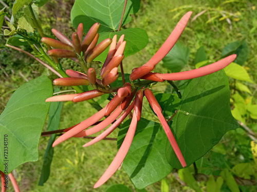 Flor del árbol de pito