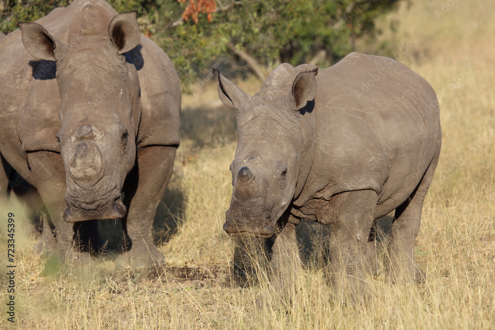 Breitmaulnashorn / Square-lipped rhinoceros / Ceratotherium simum.. Breitmaulnashorn / Square-lipped rhinoceros / Ceratotherium simum..