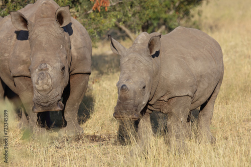 Breitmaulnashorn / Square-lipped rhinoceros / Ceratotherium simum.. © Ludwig