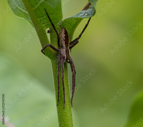 American Nursery Web Spider on Plant. photo