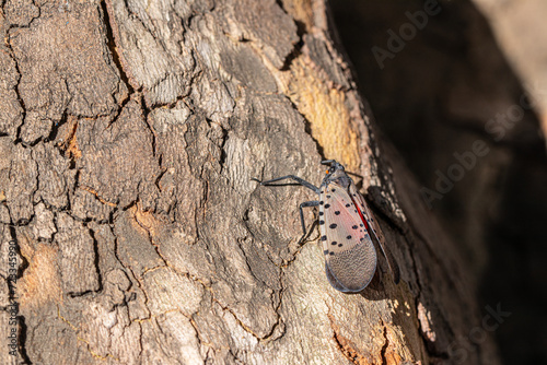 Closeup Macro of a Spotted Lanternfly