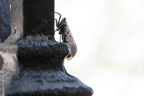 Closeup Macro of a Spotted Lanternfly