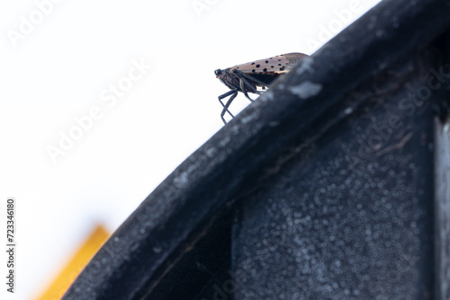 Closeup Macro of a Spotted Lanternfly