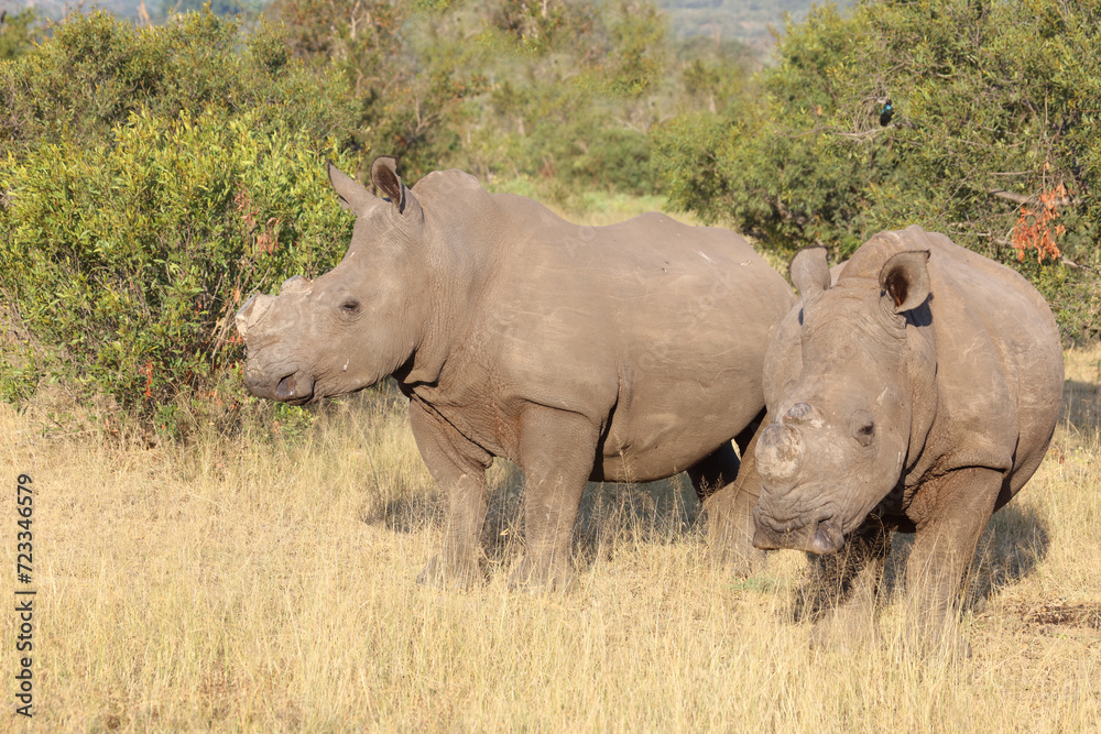 Breitmaulnashorn / Square-lipped rhinoceros / Ceratotherium simum.. Breitmaulnashorn / Square-lipped rhinoceros / Ceratotherium simum..
