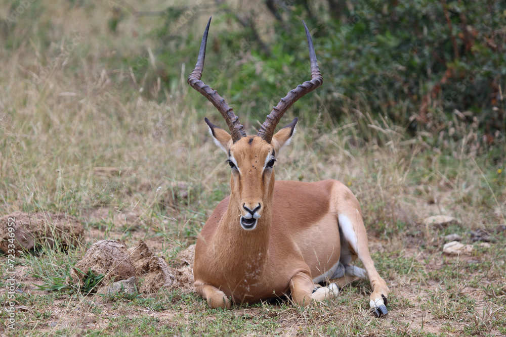 Schwarzfersenantilope / Impala / Aepyceros melampus Schwarzfersenantilope / Impala / Aepyceros melampus