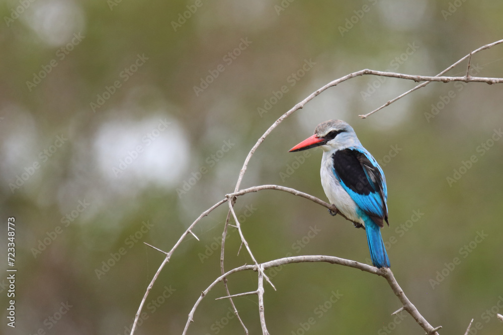 Senegalliest / Woodland kingfisher / Halcyon senegalensis Senegalliest / Woodland kingfisher / Halcyon senegalensis