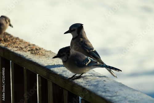These two blue jays were out on the wooden railing of the deck for some birdseed. These pretty corvids are quite colorful with their blue and black feathers. These birds are hungry and need food.