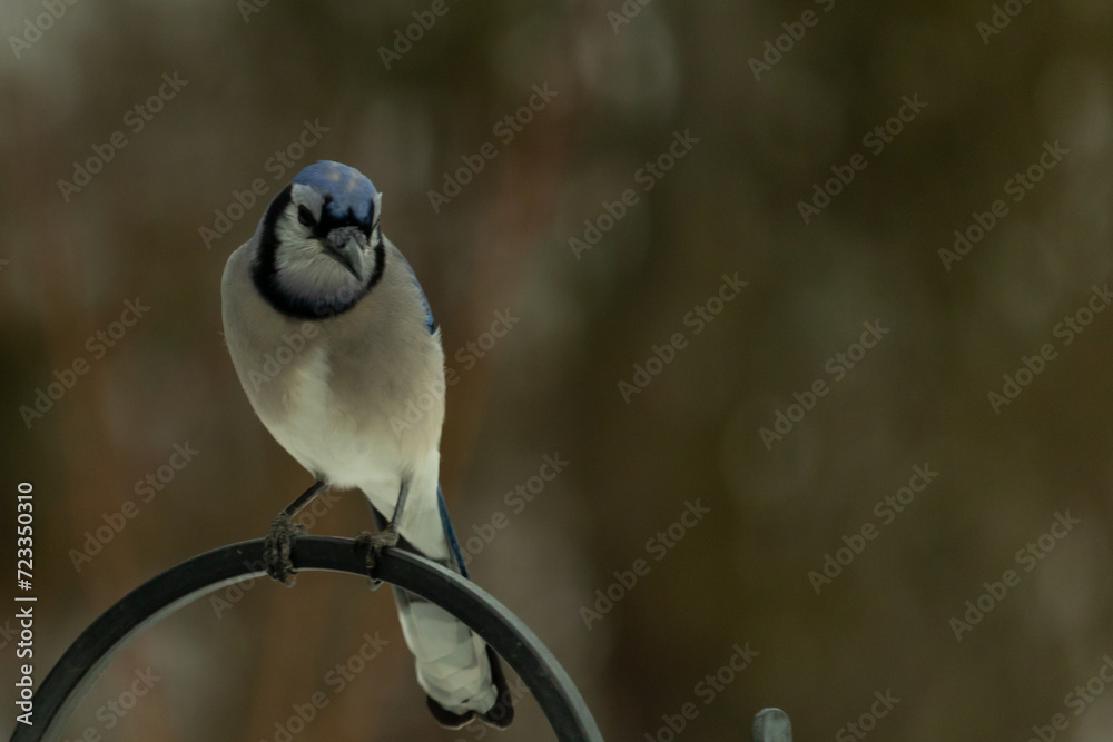 This beautiful blue jay bird came out to the shepherds hook when I took ...