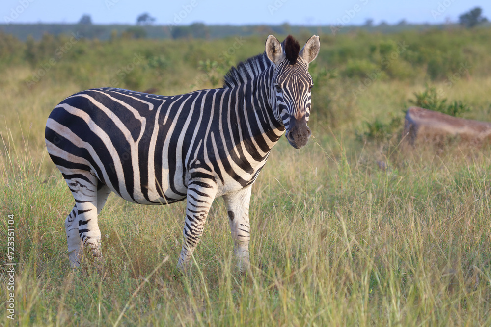 Fototapeta premium Steppenzebra / Burchell's zebra / Equus quagga burchellii