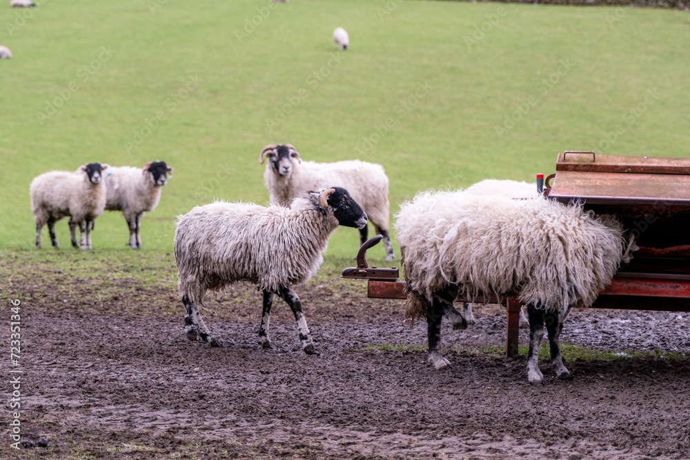 sheep in the meadows sheep in the meadows