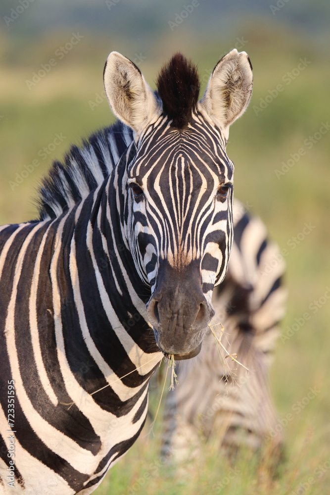Naklejka premium Steppenzebra / Burchell's zebra / Equus quagga burchellii