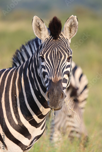 Steppenzebra   Burchell s zebra   Equus quagga burchellii