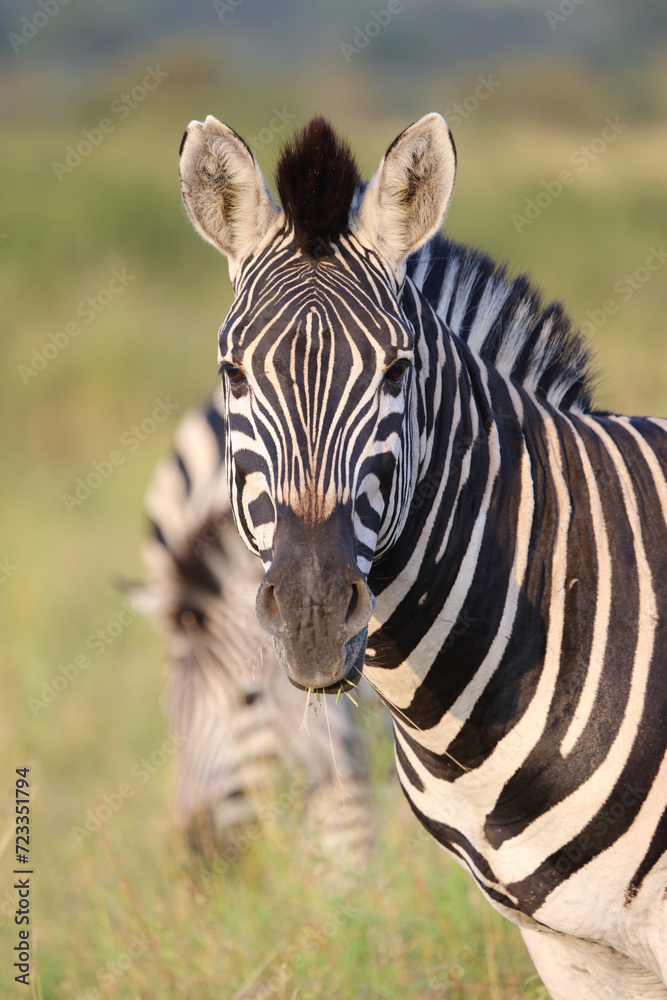 Naklejka premium Steppenzebra / Burchell's zebra / Equus quagga burchellii