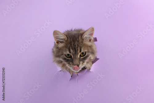 Cute cat looking through hole in violet paper