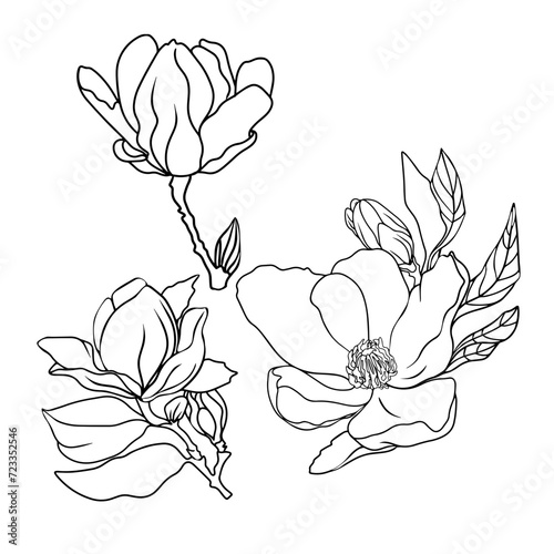 Magnolia branch vector. Flowering magnolia isolated on a white background as a blank for designers