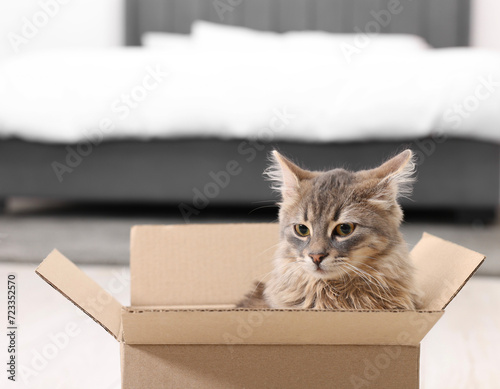 Cute fluffy cat in cardboard box at home. Space for text