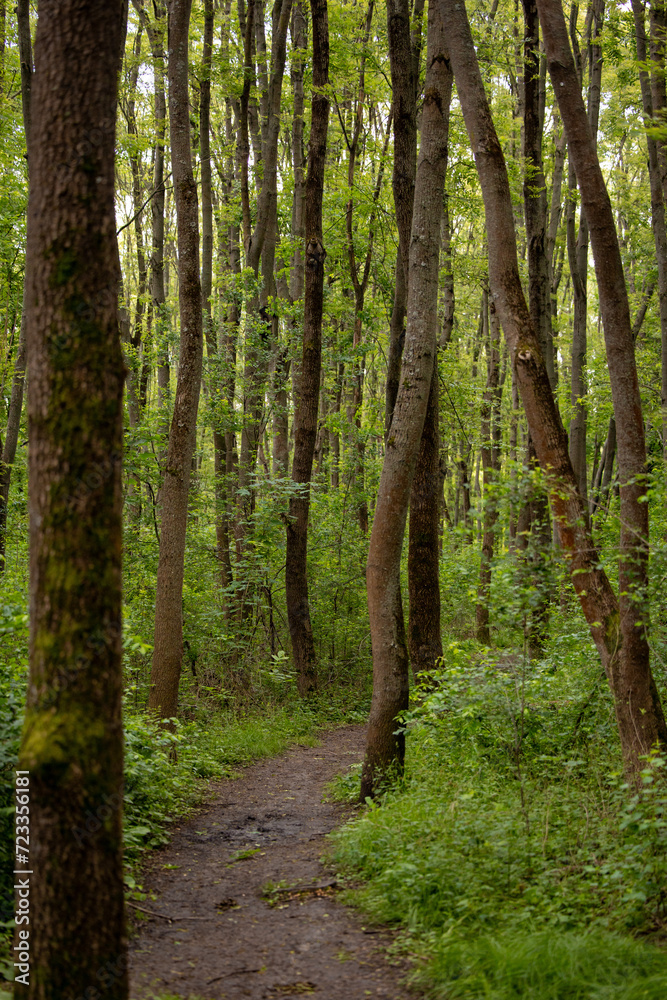 Obraz premium Vibrant green forest in summer with tall slim trees. Beautiful forest landscape. Muddy walk path between the trees.