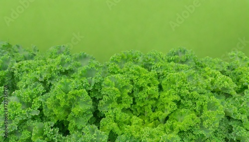 close up on kale green background or texture
