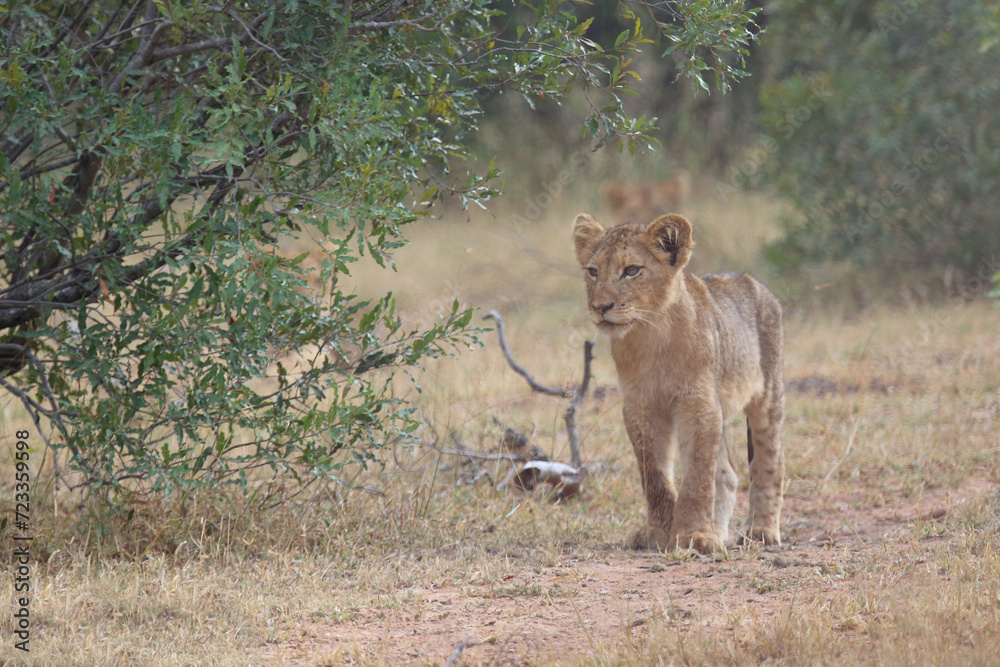 Afrikanischer Löwe / African lion / Panthera leo... Afrikanischer Löwe / African lion / Panthera leo...