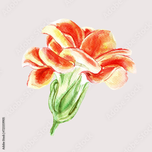 Kalanchoe with flowers and leaves of succulents. Watercolor hand painted illustration isolated on white background. Decor elements for greeting cards, wedding invitations, birthday and celebrations