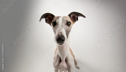 studio portrait of a beautiful whippet dog © Slainie
