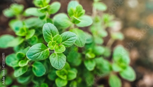 high quality close up oregano bush on the background food ingredient nature and abstract concept close up leaf