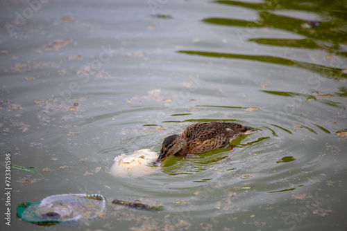 A wild duck eating a loaf of bread in a lake full of leafs and trash rubbish. Dirty city lake.