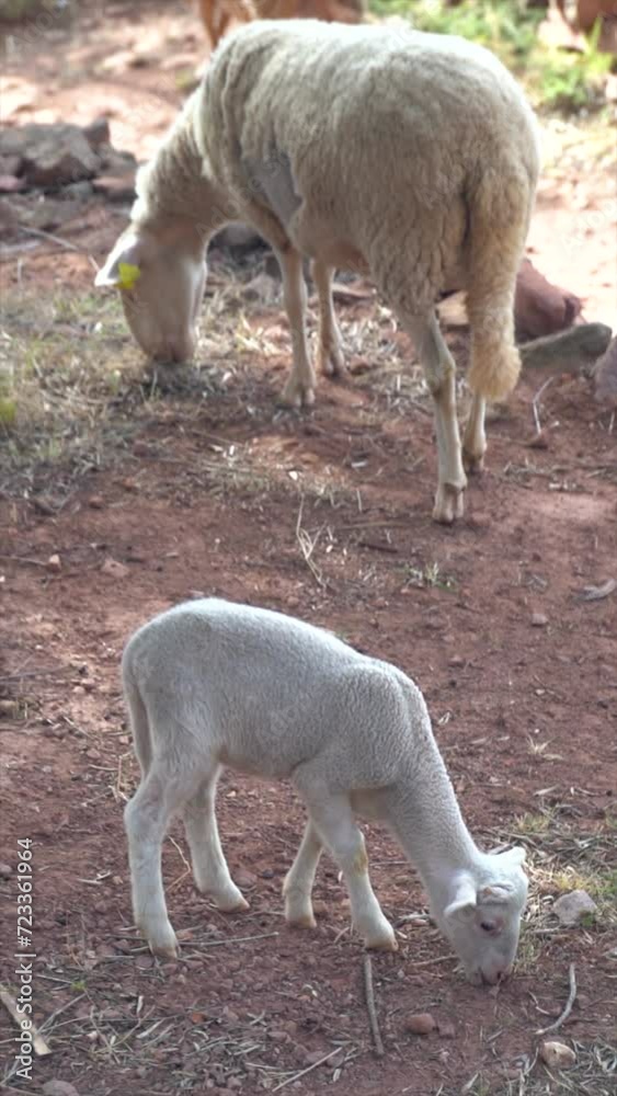 Slow motion, domestic sheep eating in the corral. Slow motion, domestic sheep eating in the corral.