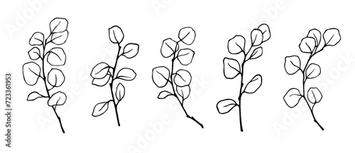 Set of linear sketches, outline of eucalyptus branches, leaves. Vector graphics.