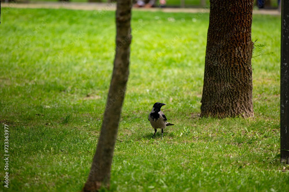A Carrion Crow (corvus corone) in a park with green grass and trees. A Carrion Crow (corvus corone) in a park with green grass and trees.