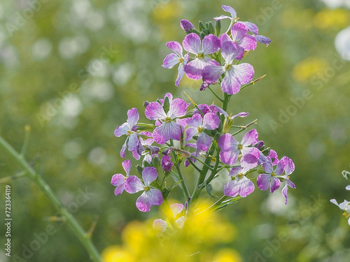Blütenstand des Ölrettichs