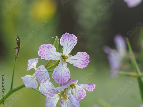 Blütenstand des Ölrettichs