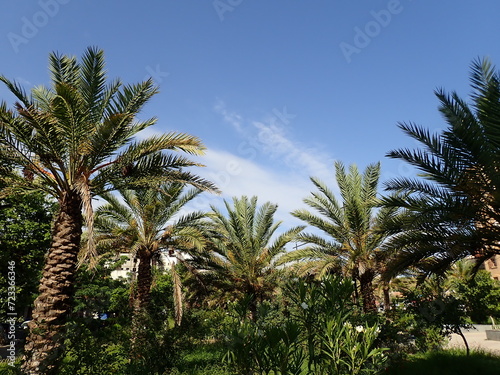 Wallpaper Mural Date palm trees in Algeria, Plantation of date palms for healthy food production is rapidly developing agriculture in desert areas of deserts of North Africa (Algeria, Libya, Tunisia, Morocco). fruits Torontodigital.ca