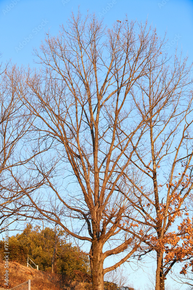Fototapeta premium Galhos Alcançando o Azul Infinito