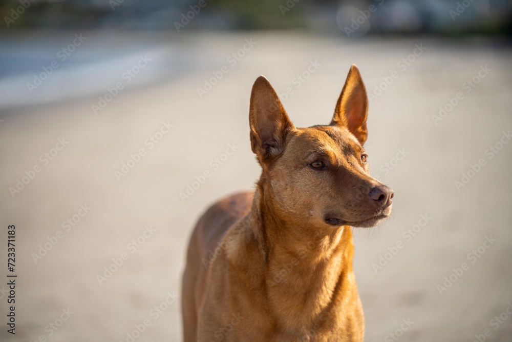 kelpie dog on a beach and in the australian bush in a park kelpie dog on a beach and in the australian bush in a park
