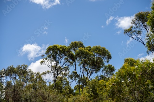 Fototapeta beautiful gum Trees and shrubs in the Australian bush forest