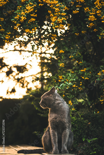 cute homeless gray cat. beautiful cat © Макс Босацький