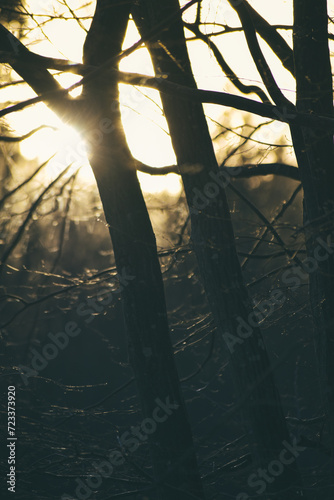 sun rays breaking through tree branches in a dense forest