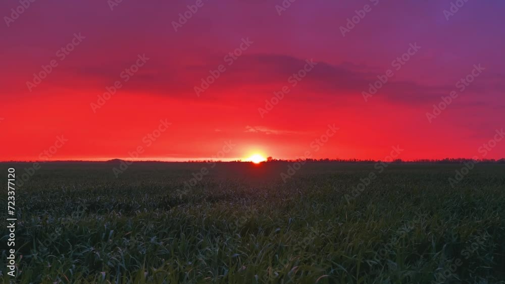 Sunset over a green field in the Stavropol territory. A fiery red sunset in the evening. Sunset with an impressive sky over an agricultural green field. Red glow Sunset over a green field in the Stavropol territory. A fiery red sunset in the evening. Sunset with an impressive sky over an agricultural green field. Red glow