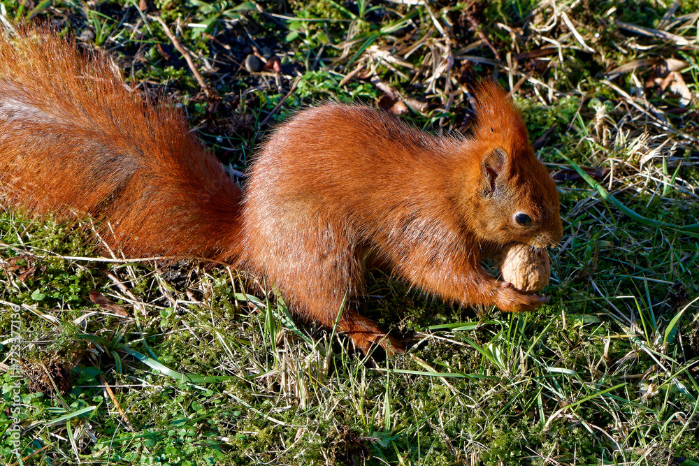 Red squirrel photographed close up.