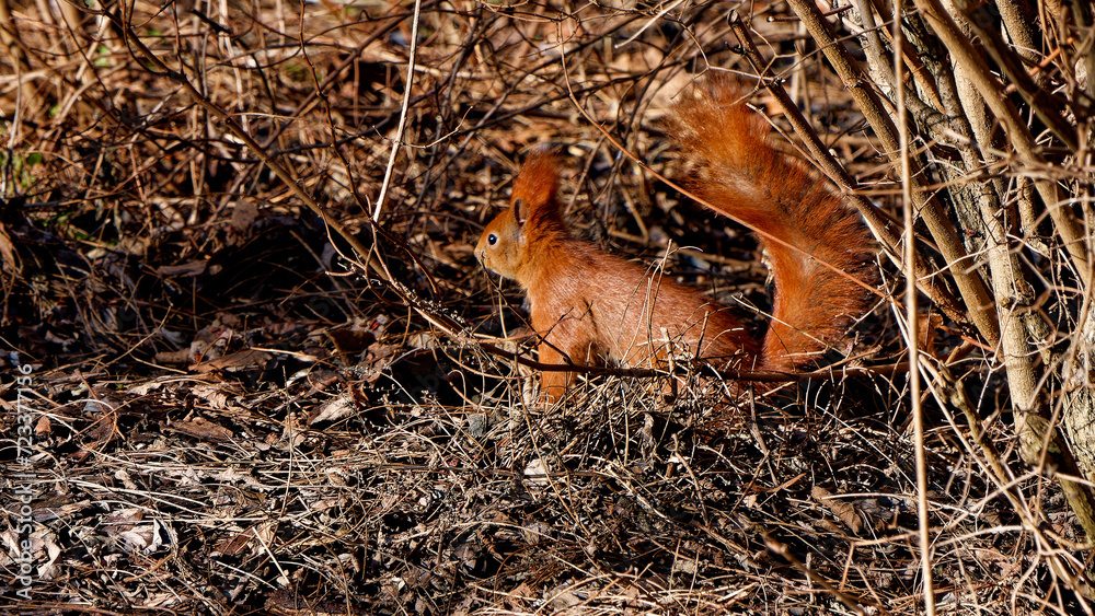 Red squirrel photographed close up.