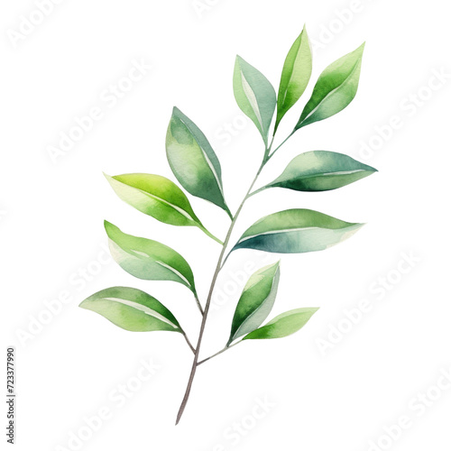 Watercolor eucalyptus leaves and branches. clipart for design. elements, isolated on transparent background. © Achira22