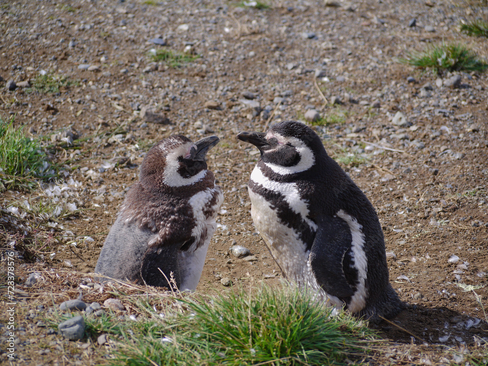 Obraz premium Magellanic penguin colony on Isla Magdalena in Chilean Patagonia