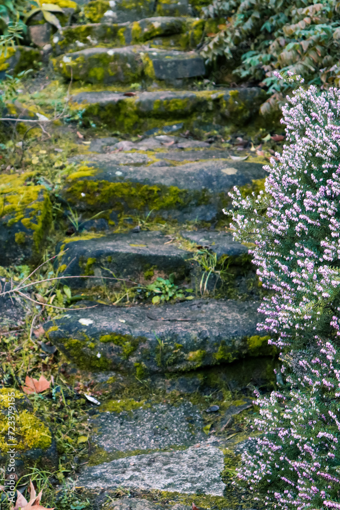 Old stone steps overgrown with green moss, the stairs in a forest, garden. Blooming pink heather in springtime. Blossoming flowers on spring nature.