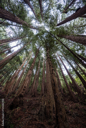 Sequoia Trees Redwoods