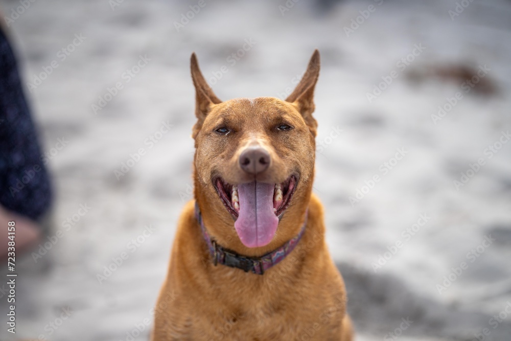 kelpie dog on a beach and in the australian bush in a park kelpie dog on a beach and in the australian bush in a park