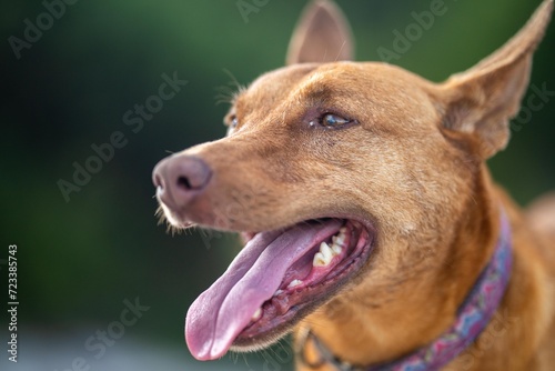 kelpie dog on a beach and in the australian bush in a park