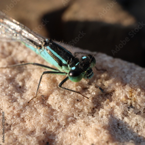 Blue dragonfly © Erik
