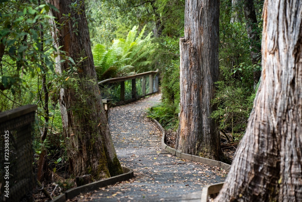 Obraz premium boardwalk walking track in a national park in tasmania australia in spring